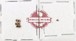 Hydrophilidae Scientific lot no. 325 (4 pcs)
