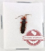 Reduviidae sp. 35 (A-)