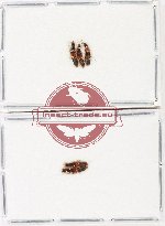Scientific lot no. 150 Staphylinidae (5 pcs)