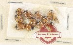 Scientific lot no. 129 Coccinelidae (11 pcs)