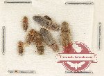 Scientific lot no. 228 Elateridae (8 pcs)