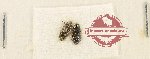 Scientific lot no. 226 Elateridae (2 pcs)