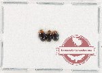 Scientific lot no. 582 Chrysomelidae (3 pcs)