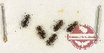 Scientific lot no. 878 Carabidae (Notiophilus ovalis) (5 pcs)