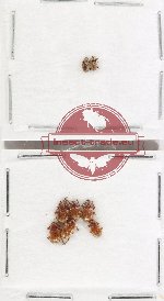 Scientific lot no. 602 Chrysomelidae (8 pcs)