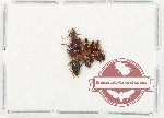 Scientific lot no. 149 Staphylinidae (5 pcs)