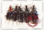 Scientific lot no. 877 Carabidae (5 pcs)