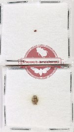 Hydrophilidae Scientific lot no. 326 (2 pcs)