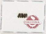 Dasytidae Scientific lot no. 7 (5 pcs)