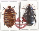 Scientific lot no. 122 Blattodea (2 pcs)