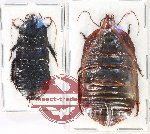 Scientific lot no. 123 Blattodea (2 pcs)