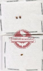 Scientific lot no. 134 Coccinelidae (3 pcs)