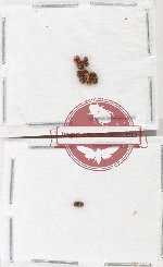 Scientific lot no. 191 Scolytidae (7 pcs)