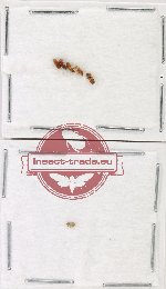 Scientific lot no. 192 Scolytidae (6 pcs)