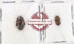 Scientific lot no. 190 Scolytidae (2 pcs)