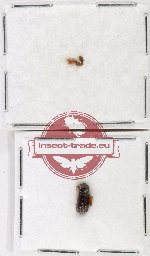 Scientific lot no. 193 Scolytidae (5 pcs)