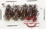 Scientific lot no. 198 Erotylidae (5 pcs)