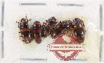 Scientific lot no. 195 Erotylidae (5 pcs)