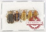 Scientific lot no. 585 Chrysomelidae (5 pcs)