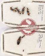 Scientific lot no. 155 Staphylinidae (6 pcs)