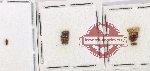 Scientific lot no. 187 Scolytidae (10 pcs)
