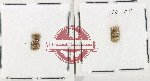 Bruchidae Scientific lot no. 36 (6 pcs)