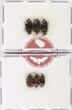 Dermestidae Scientific lot no. 16 (6 pcs)