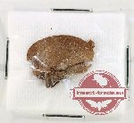 Dolatettix arcuatus (5 pcs)