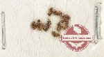 Scientific lot no. 40 Formicidae (10 pcs)
