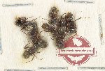 Scientific lot no. 41 Formicidae (9 pcs)