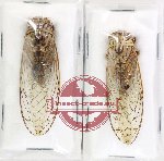 Scientific lot no. 30 Cicadidae (2 pcs)