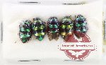 Scientific lot no. 1362 Heteroptera (Scutellarinae) (5 pcs)