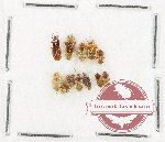 Scientific lot no. 1363 Heteroptera (11 pcs)