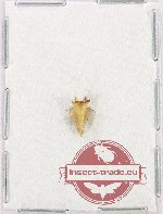 Membracinae sp. 20