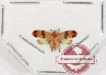 Homoptera sp. 13 (open)