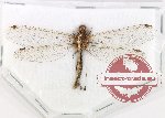 Scientific lot no. 11 Neuroptera (1 pc)