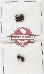 Hydrophilidae Scientific lot no. 331 (4 pcs)