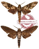 Dolbina inexacta (A-)