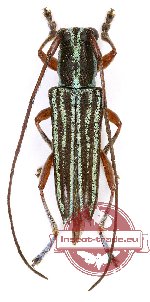 Glenea telmissa Pascoe, 1867