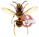 Vespa multimaculata pendleburyi Vecht, 1957 (SPREAD) (A-)