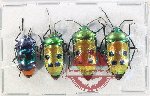 Scientific lot no. 1388 Heteroptera (4 pcs A-, A2)