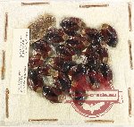 Scientific lot no. 1376 Heteroptera (Cydnidae) (20 pcs)