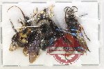 Scientific lot no. 566 Hymenoptera (3 pcs)