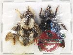 Scientific lot no. 565 Hymenoptera (2 pcs)