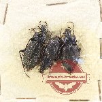 Scientific lot no. 891 Carabidae (Carabus spp.) (3 pcs)