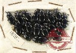Scientific lot no. 487 Tenebrionidae (17 pcs)