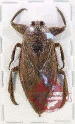 Lethocerus sp. 6