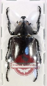 Xylotrupes australicus (A2)