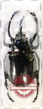 Chalcosoma atlas hesperus