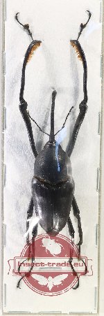 Macrocheirus praetor
